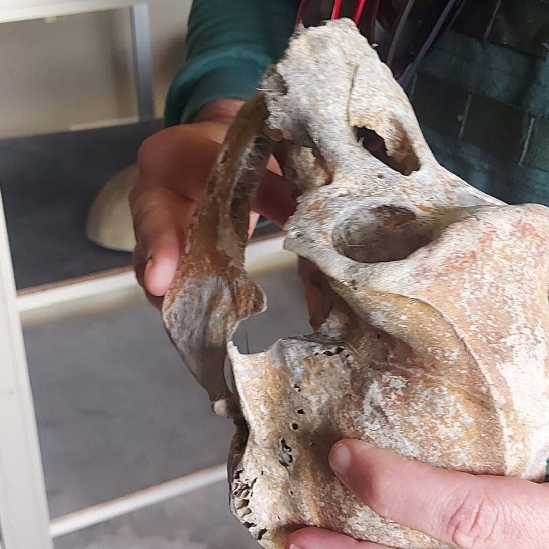 Crânio de chimpanzé é encontrado durante operação ambiental