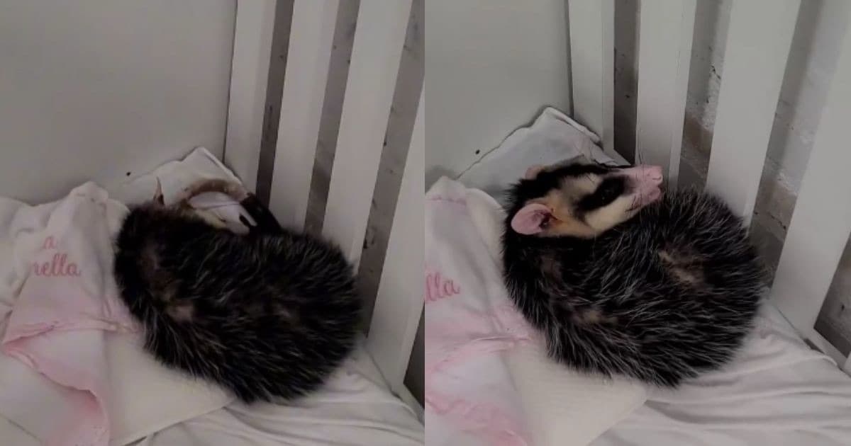Gambá invade creche e passa a noite em cama quentinha em SC