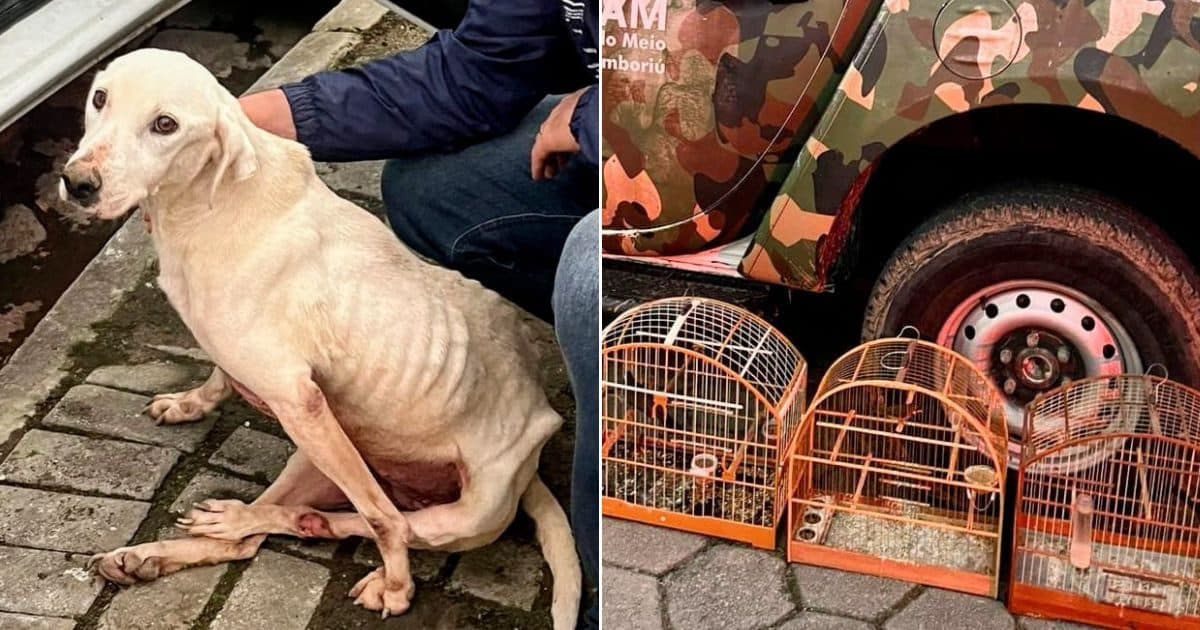 Cena de horror: cachorro maltratado e aves ilegais são achados em casa de Camboriú