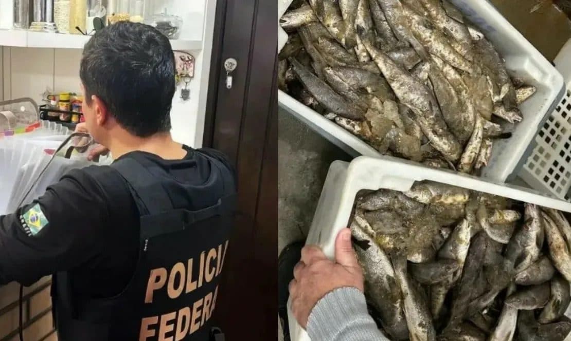 Itapema é alvo de operação da PF contra venda de pescados com selo sanitário falso