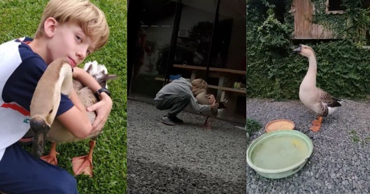Mistério resolvido: ganso desaparecido há 19 dias é encontrado perto de casa em Joinville