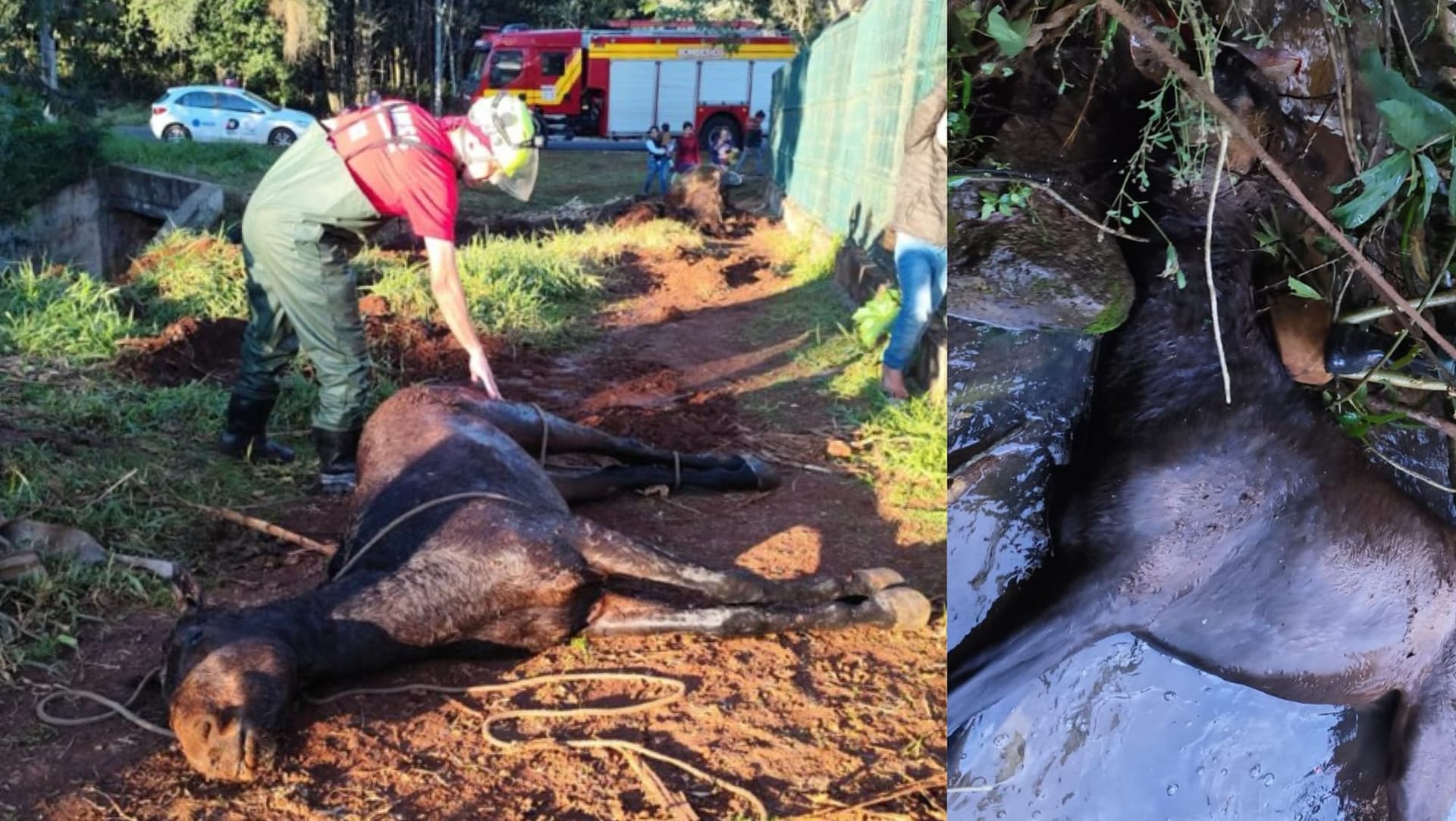 Cavalo sobrevive após cair em riacho e passar horas na água gelada