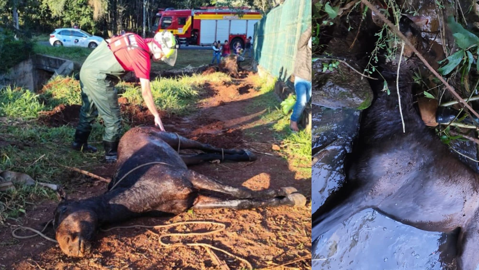 Cavalo sobrevive após cair em riacho e passar horas na água gelada
