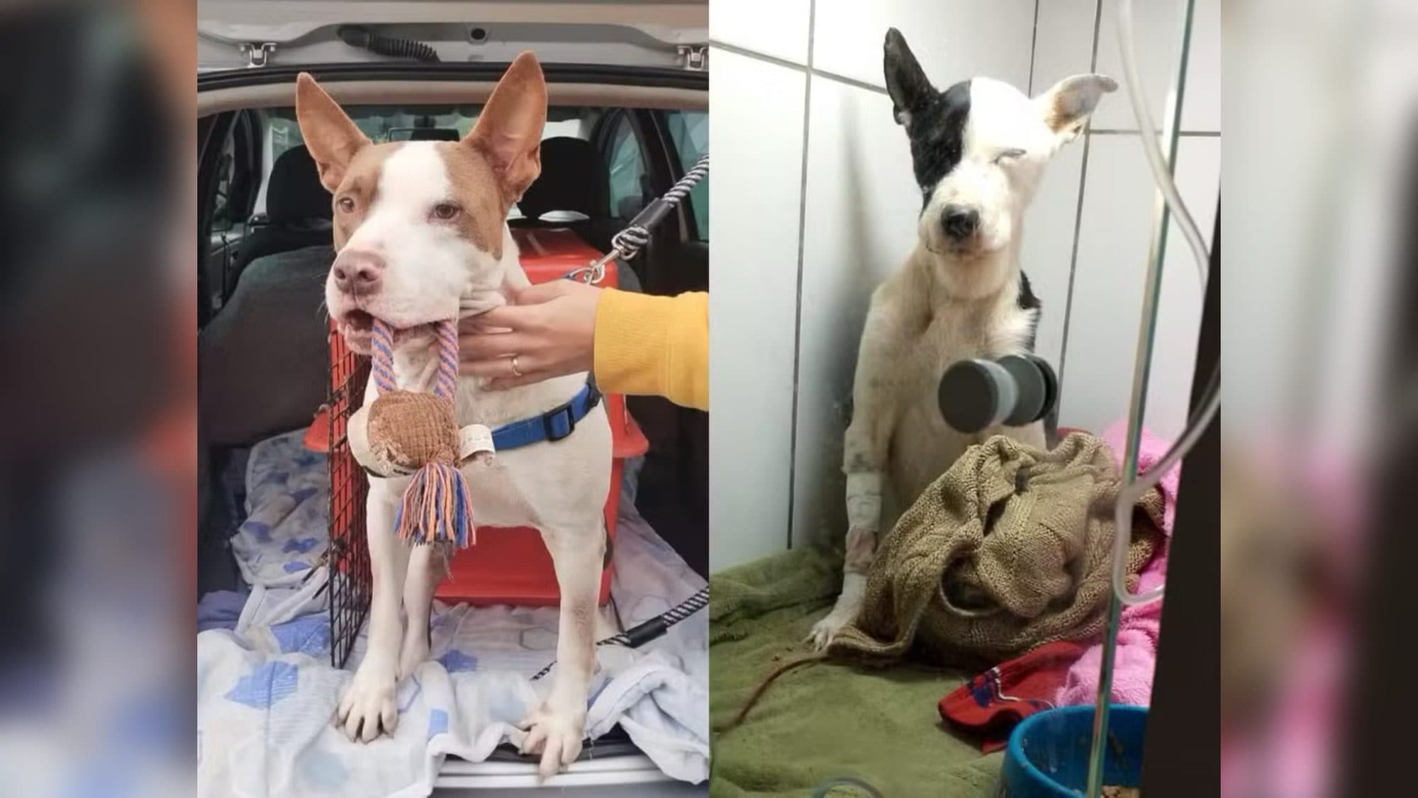 Pitbull herói doa sangue e salva vida de cachorrinha em Blumenau