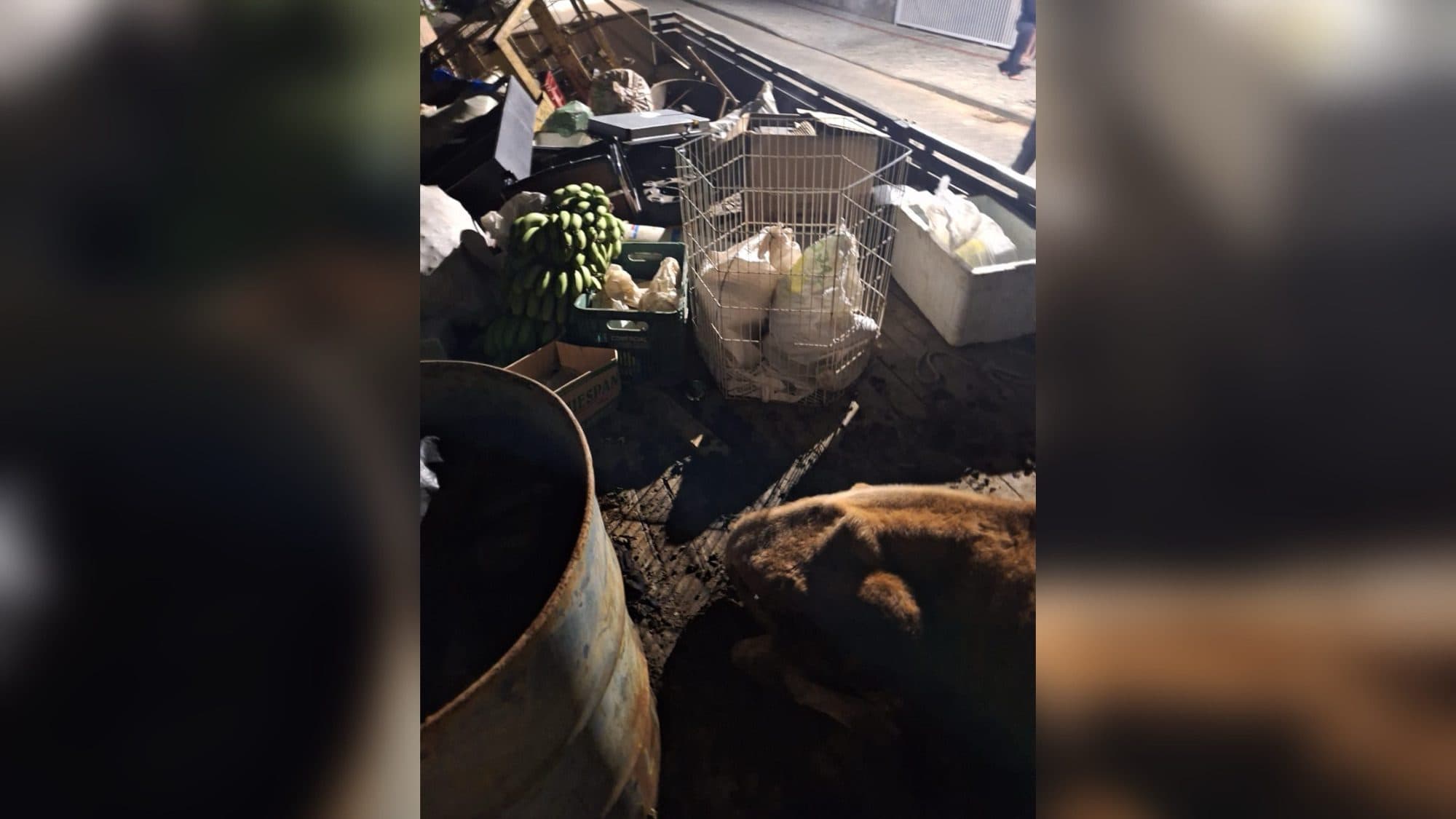 Boi, ovelha, coelhos e galinhas são resgatados em situação de maus-tratos no Vale do Itajaí