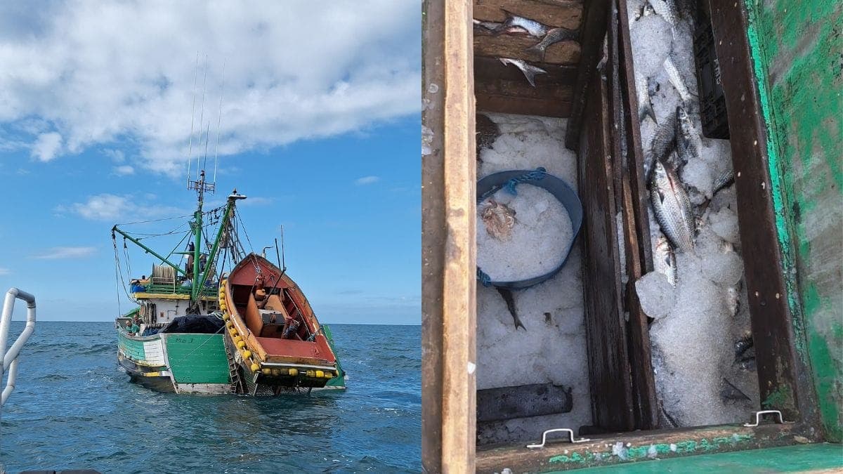 Operação apreende 15 toneladas de tainha pescadas ilegalmente em barco no litoral de SC