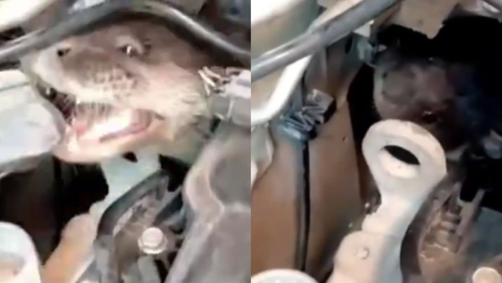 Lontra se esconde em motor de carro e dá trabalho para PM Ambiental em SC
