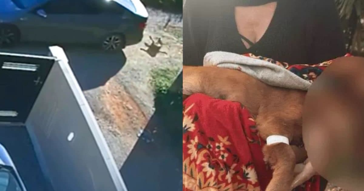Reincidente: idoso que já matou cachorro atropelado em SC faz nova vítima por vingança