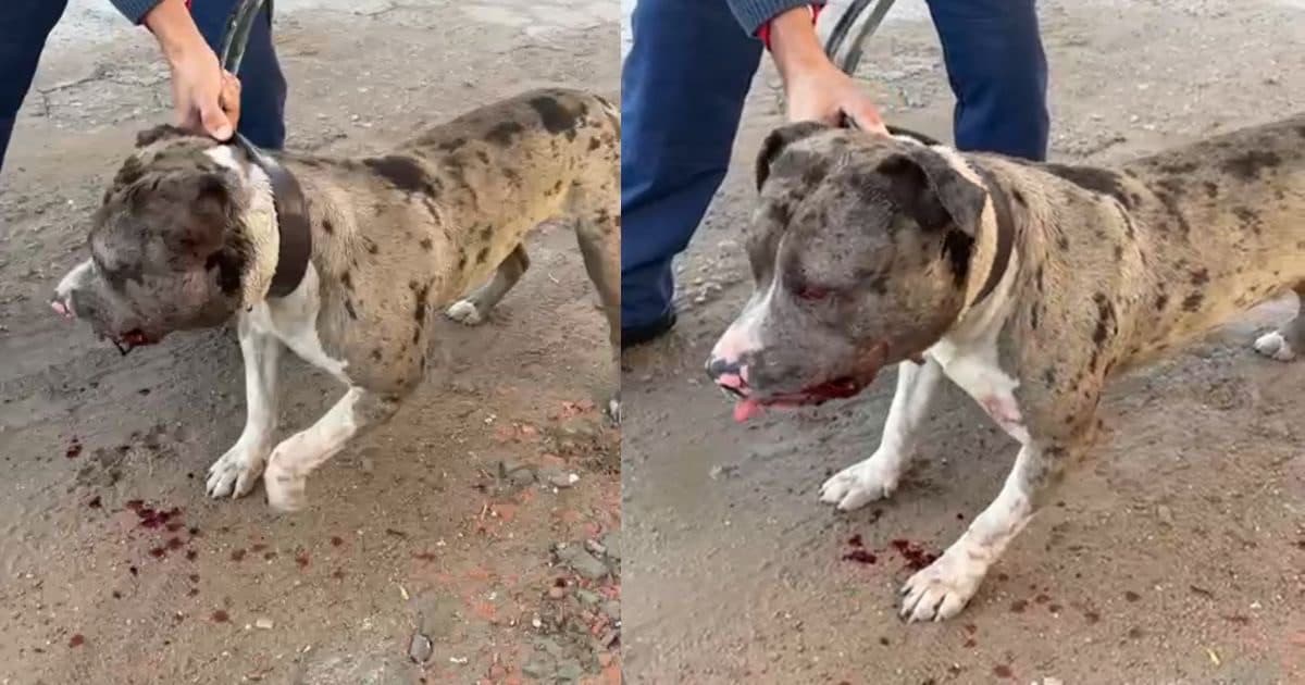 Bombeiro usa mangueira de jardim para conter pitbull furioso em SC