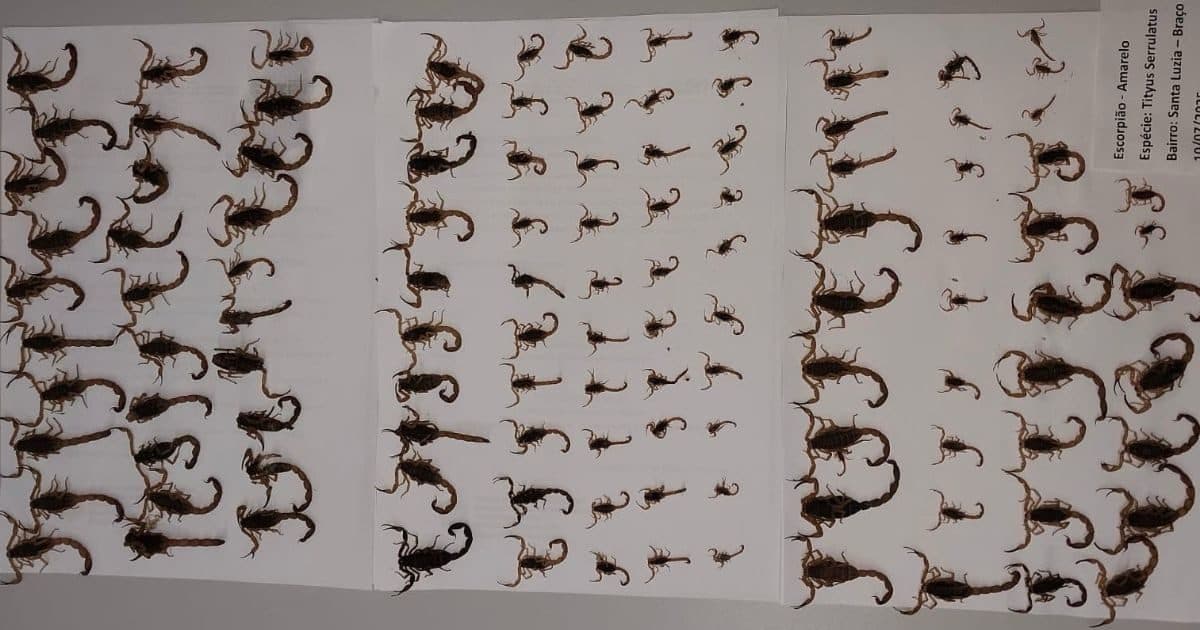 Município de SC entra em alerta máximo após encontrar 117 escorpiões-amarelos em um único terreno