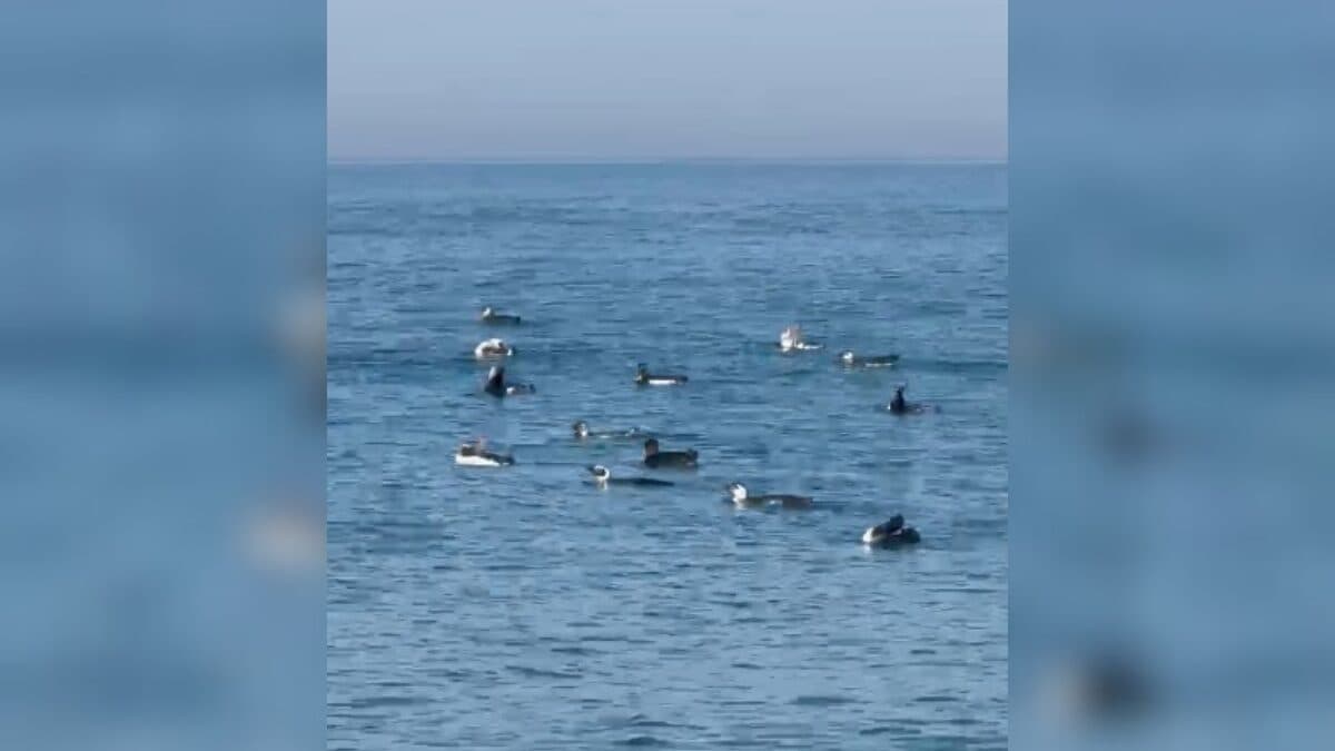 Pinguins são vistos nadando com golfinhos e surpreendem pescadores em praia de SC