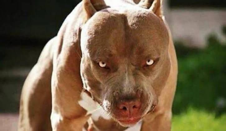 Trabalhador é atacado por pitbull enquanto fazia leitura do medidor da água