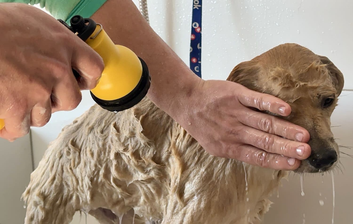 Presidiários de SC cuidam de cães vítimas de violência e abandono: “ReabilitaCão”