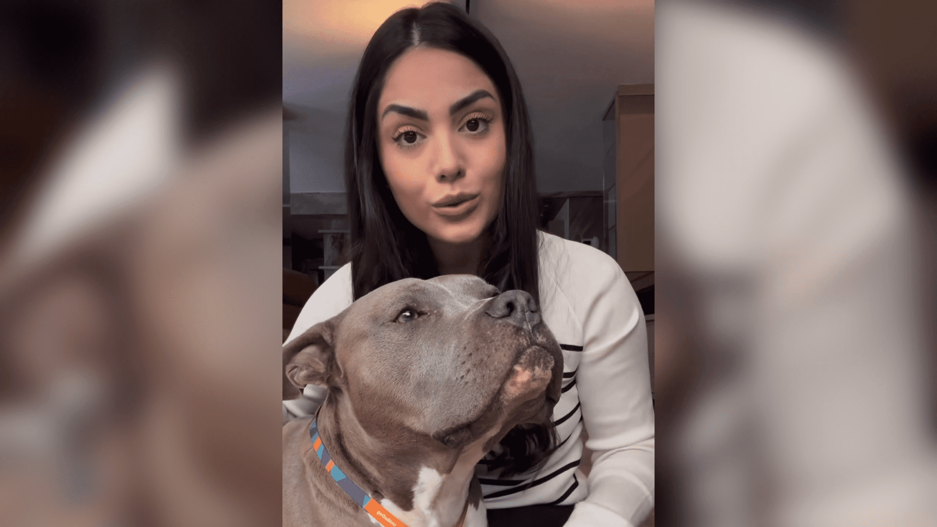 “Não faz sentido!”: influencer quer revogar lei de SC contra pit bulls e acusa “preconceito”