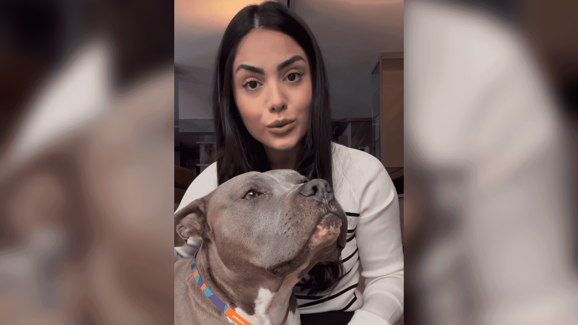 “Não faz sentido!”: influencer quer revogar lei de SC contra pit bulls e acusa “preconceito”