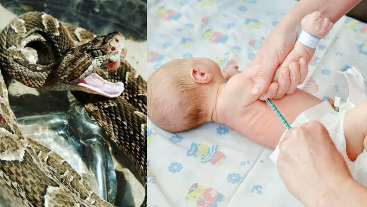 Hospital troca vacina por antídoto de cobra e 11 bebês recém-nascidos são medicados por engano em SC