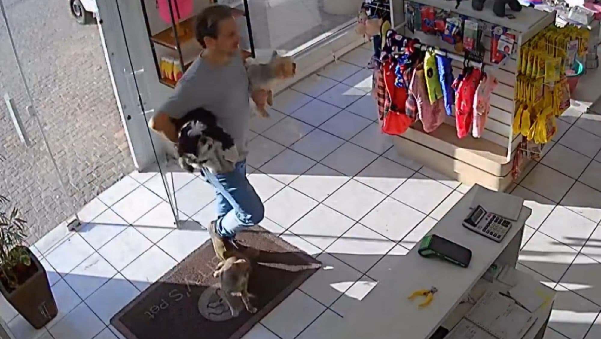 VÍDEO – Homem pisa em gato ao entrar em pet shop de Joinville e cena viraliza: “muita informação!”