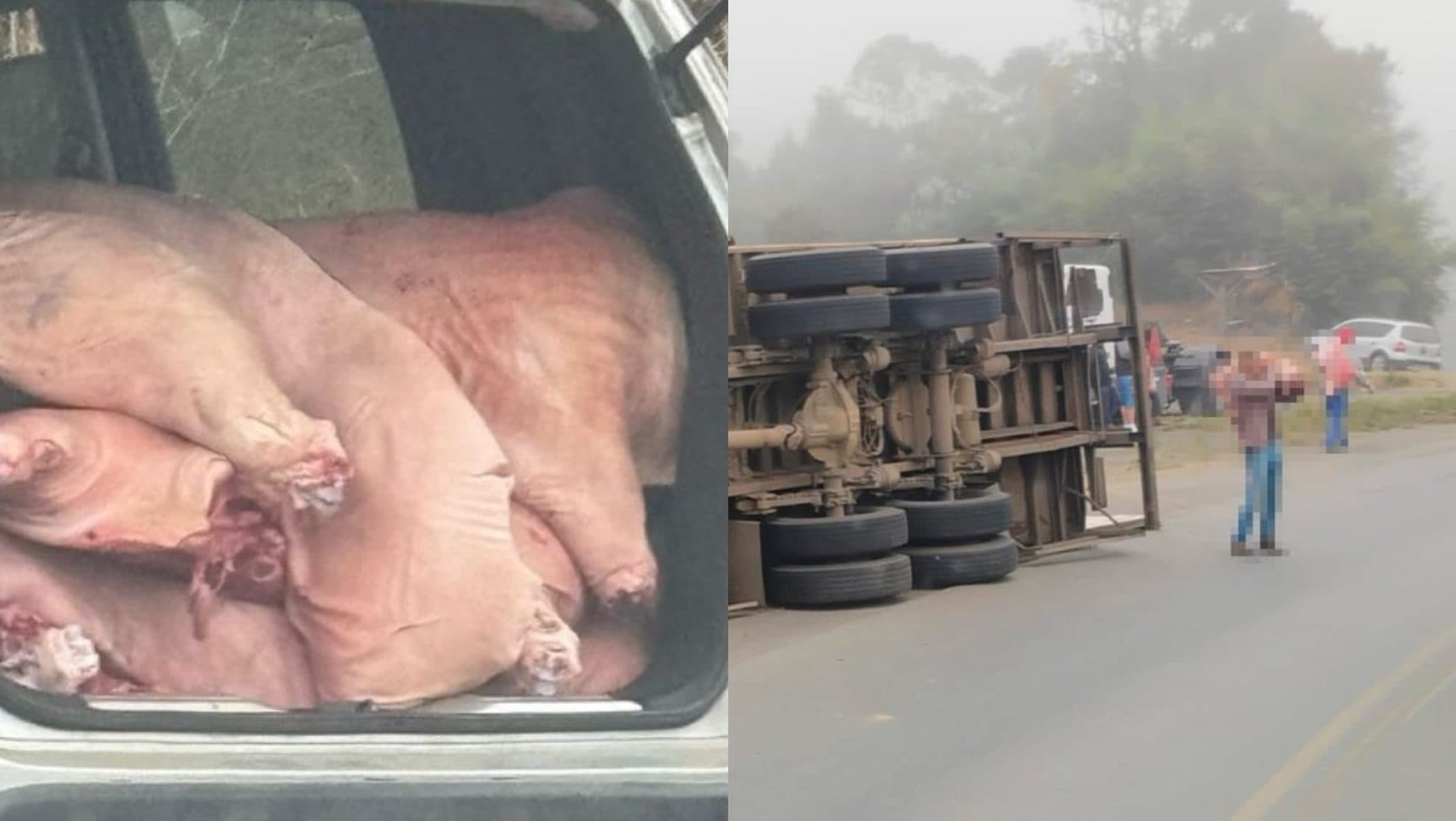 Caminhão tomba na BR-470 e população saqueia carga de carne