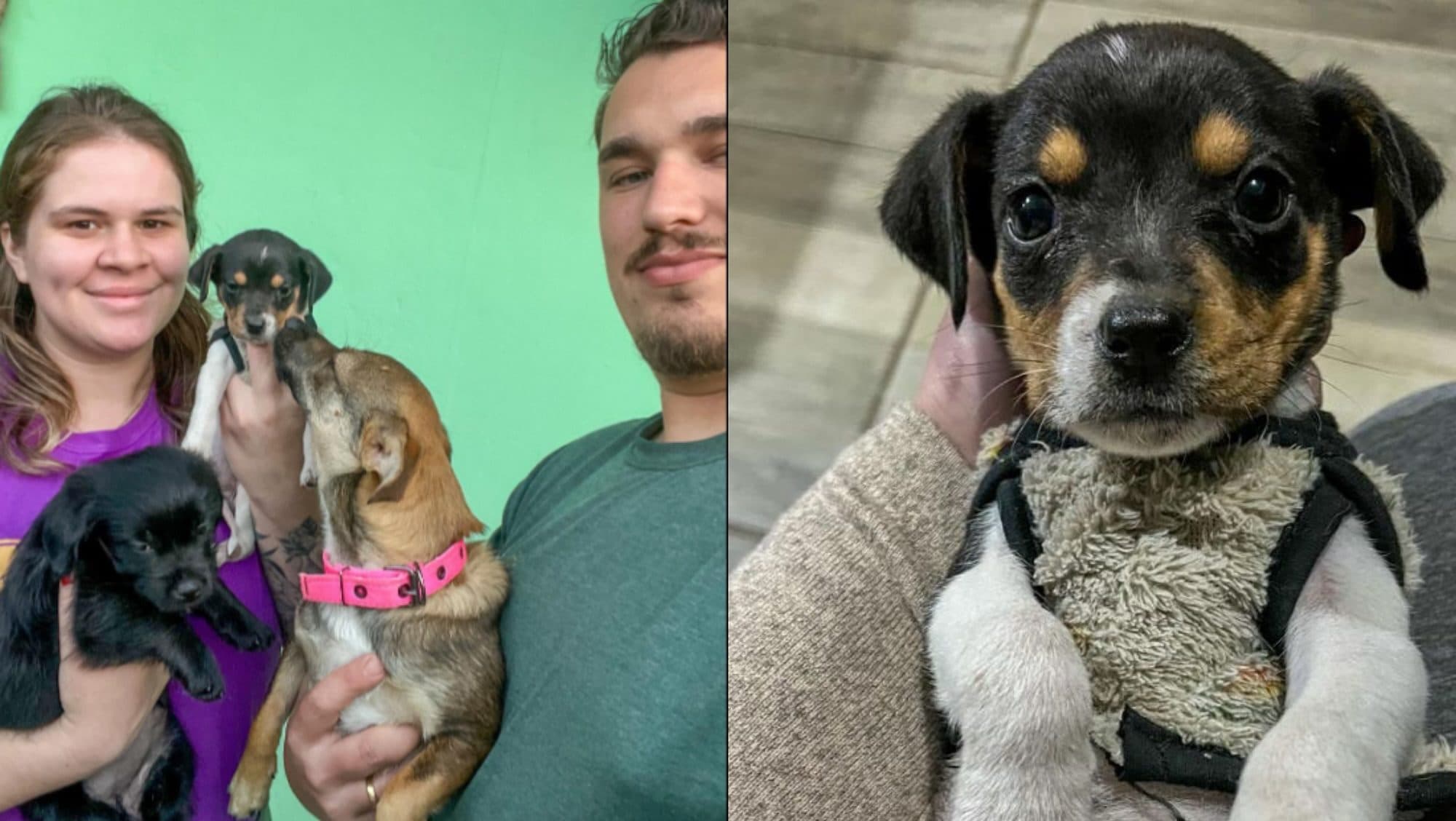 “FINAL FELIZ”: Cachorrinha que correu atrás da dona após abandono ganha nova família em SC