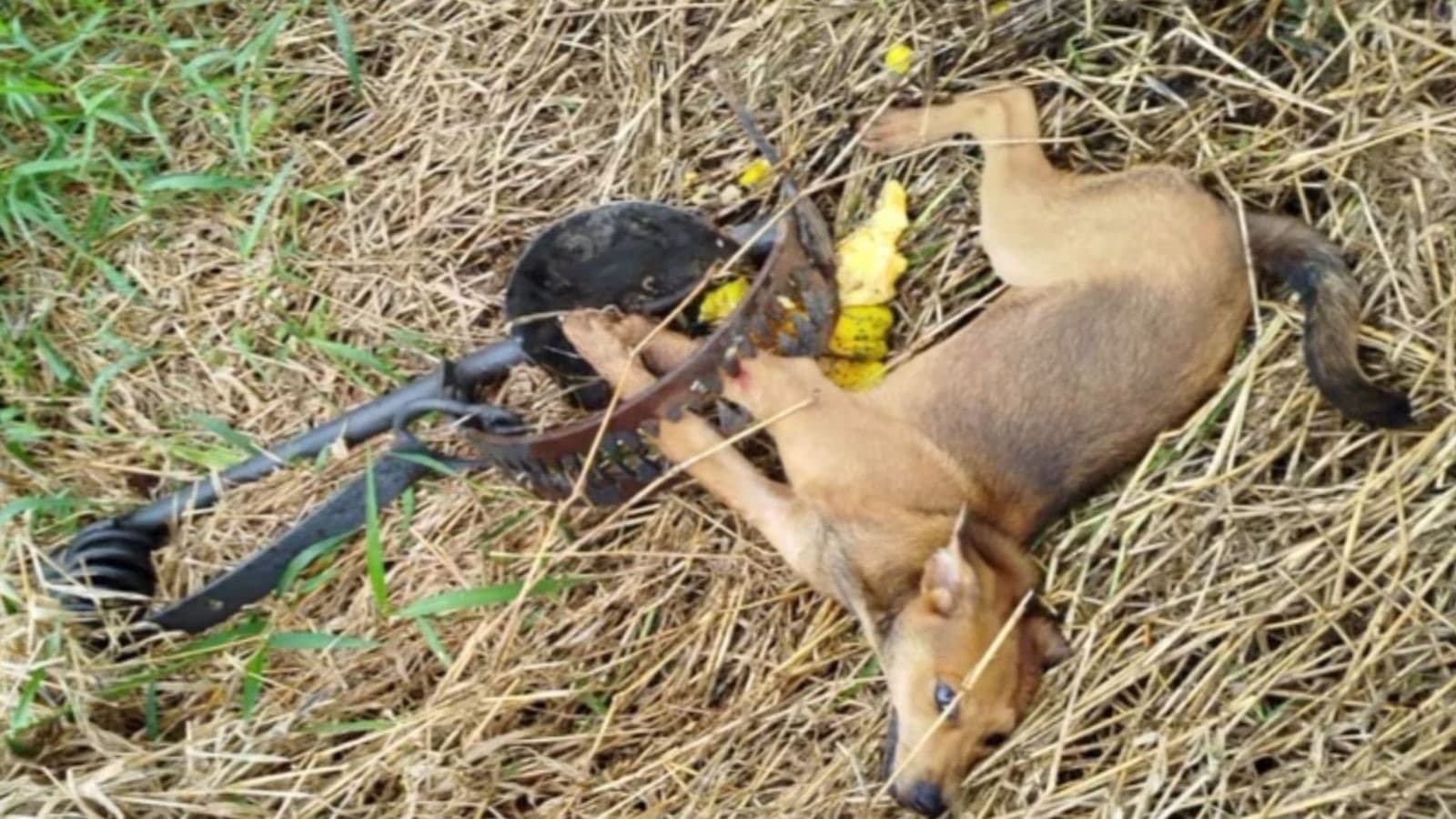 Bombeiros salvam cãozinho preso em armadilha cruel no Vale do Itajaí