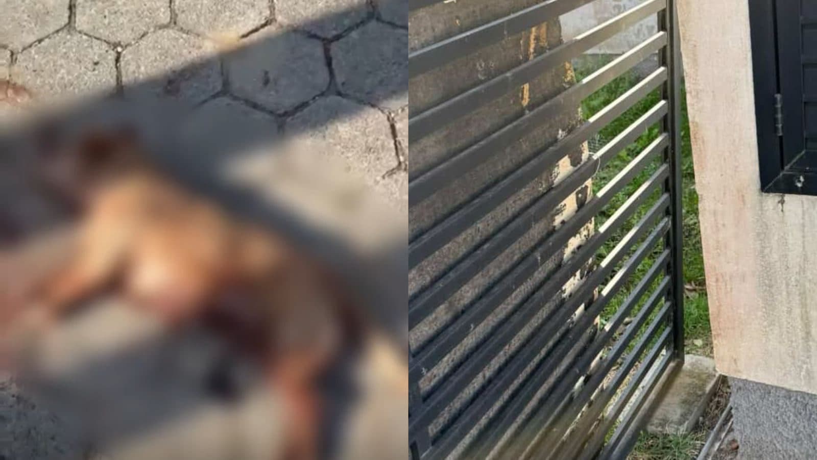 Pitbull foge de casa, mata cachorro e assusta moradores em Tijucas