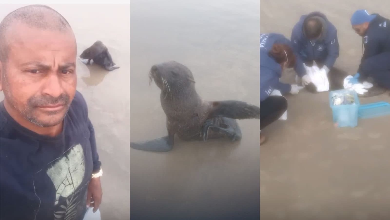“Entrei na guerra para salvar”: homem diz ter impedido massacre de foca em praia de SC