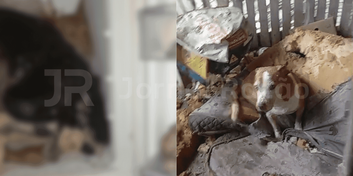 Protetoras abrem freezer em sítio de Biguaçu e encontram cães mortos: “até filhotes”