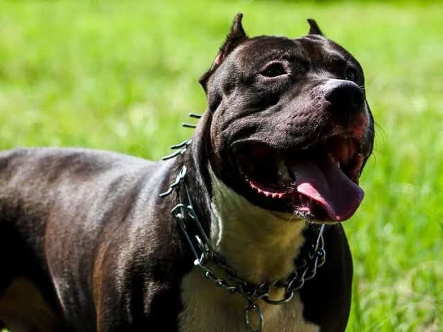 STF vai decidir se SC pode restringir pitbulls no estado