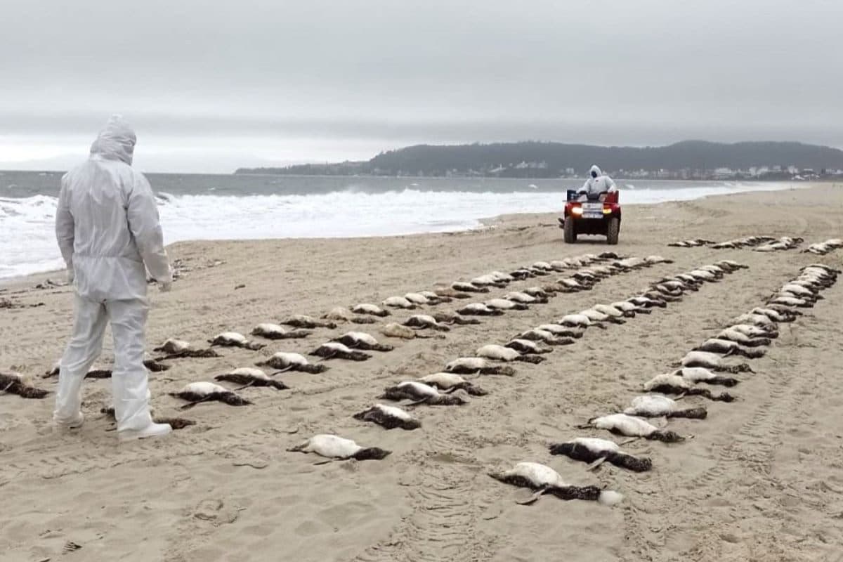 Mais de 130 pinguins aparecem mortos em praia de Florianópolis