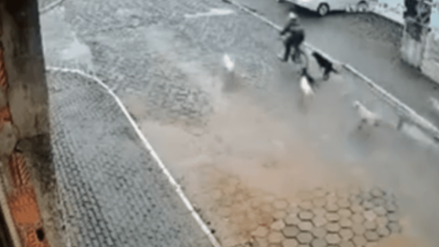 “Quadrilha canina”: ciclista sofre acidente ao ser cercado por cachorros em SC