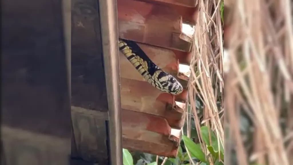 Cobra invade residência e Florianópolis já soma mais de 100 ocorrências