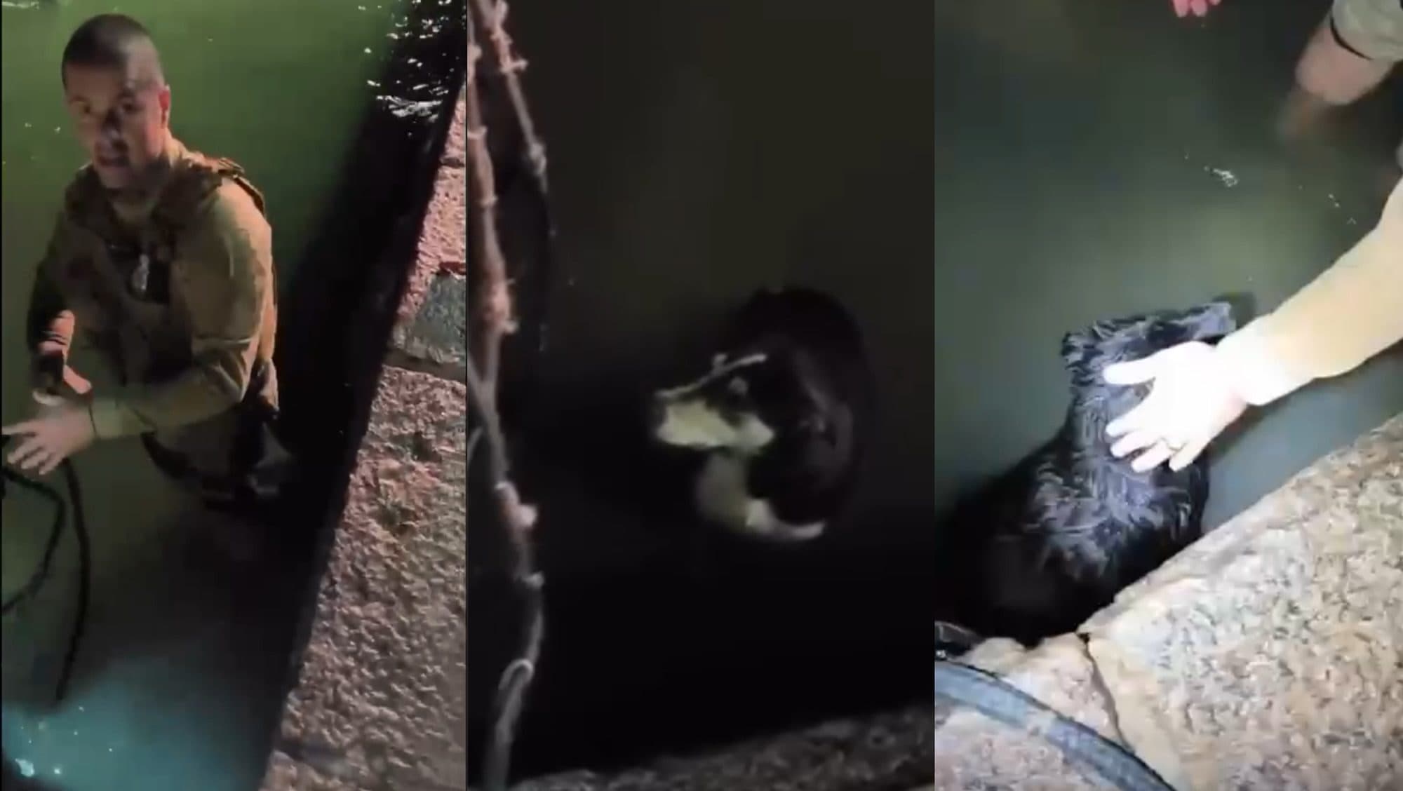 Policiais ouvem som estranho em lagoa e salvam dois cães de afogamento em SC