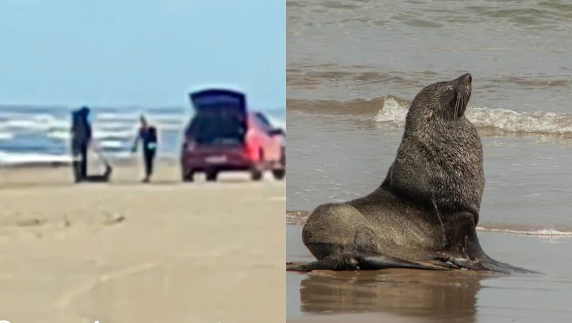 Cena de pessoas tentando expulsar lobo-marinho causa polêmica em praia de SC