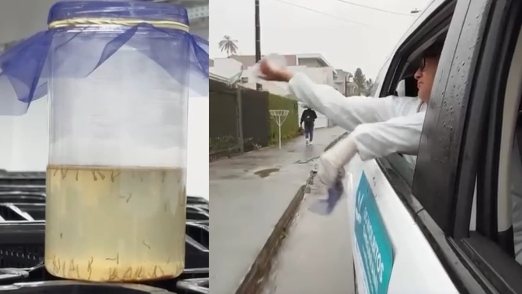 “Carro do mosquito tá passando na sua rua”: SC começa a soltar Aedes aegypti com Wolbachia