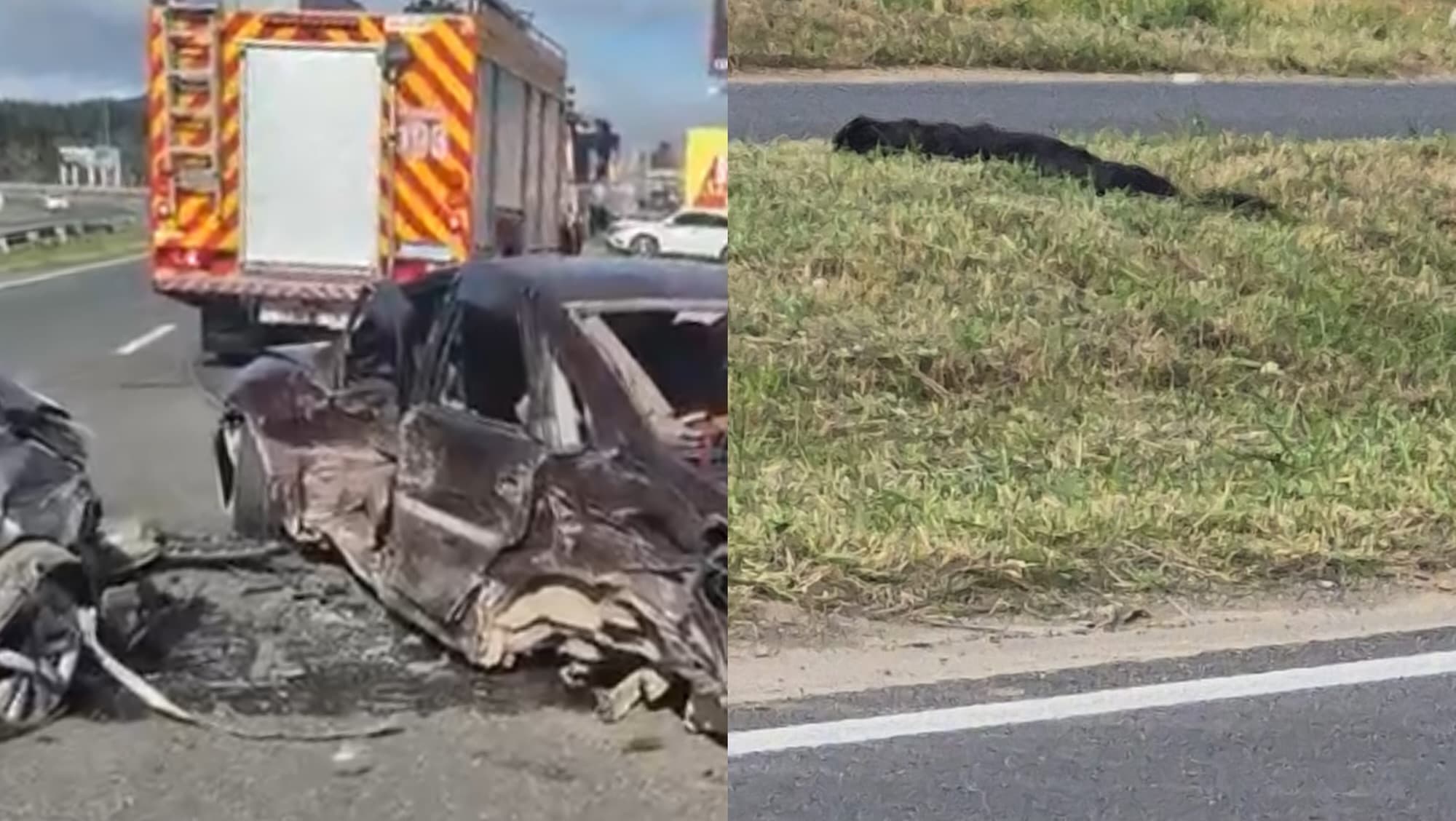 Cachorro morre após causar grave acidente em Penha