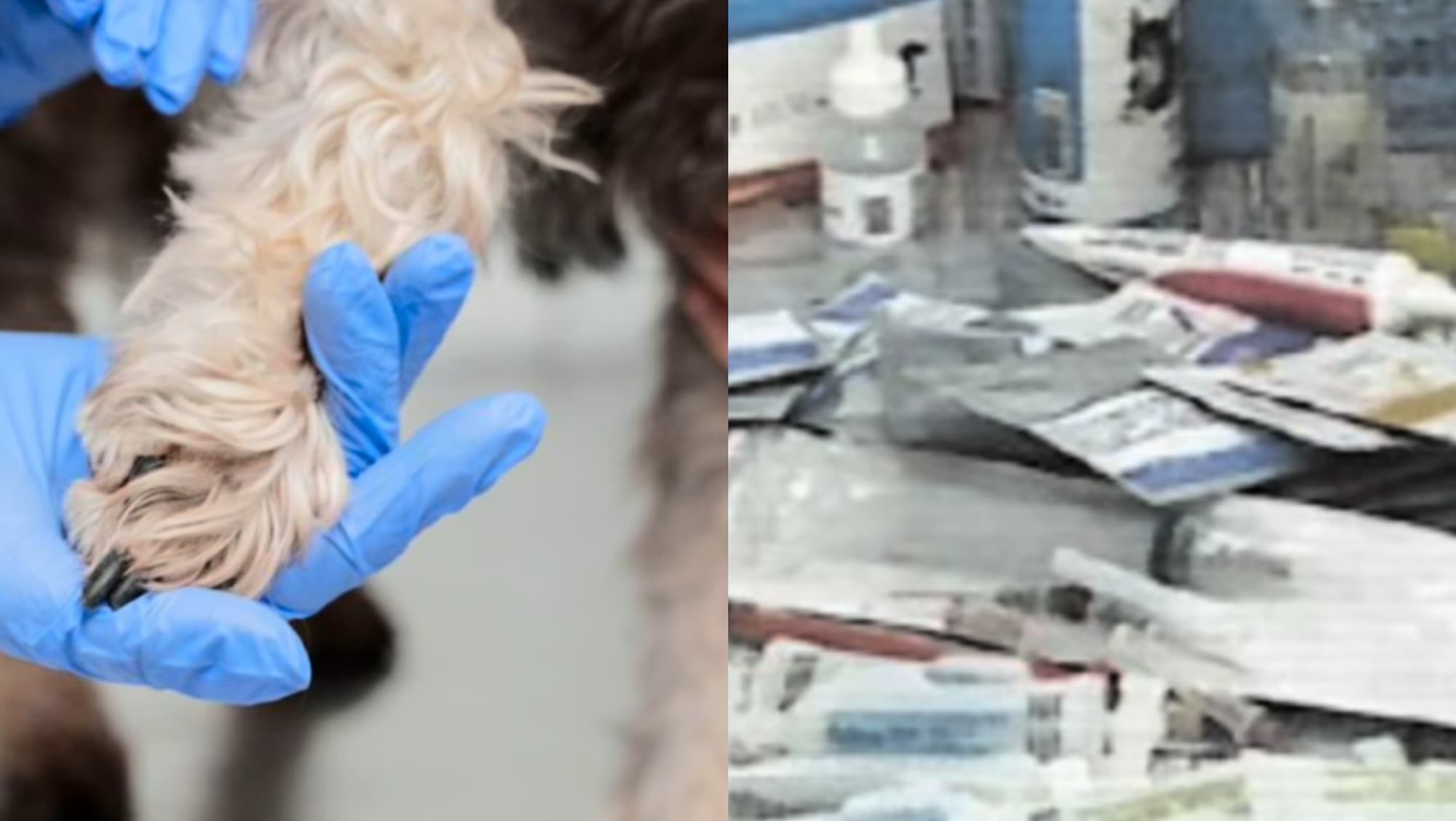 Hospital veterinário em SC é acusado de maus-tratos após apreensão de ração e remédios vencidos
