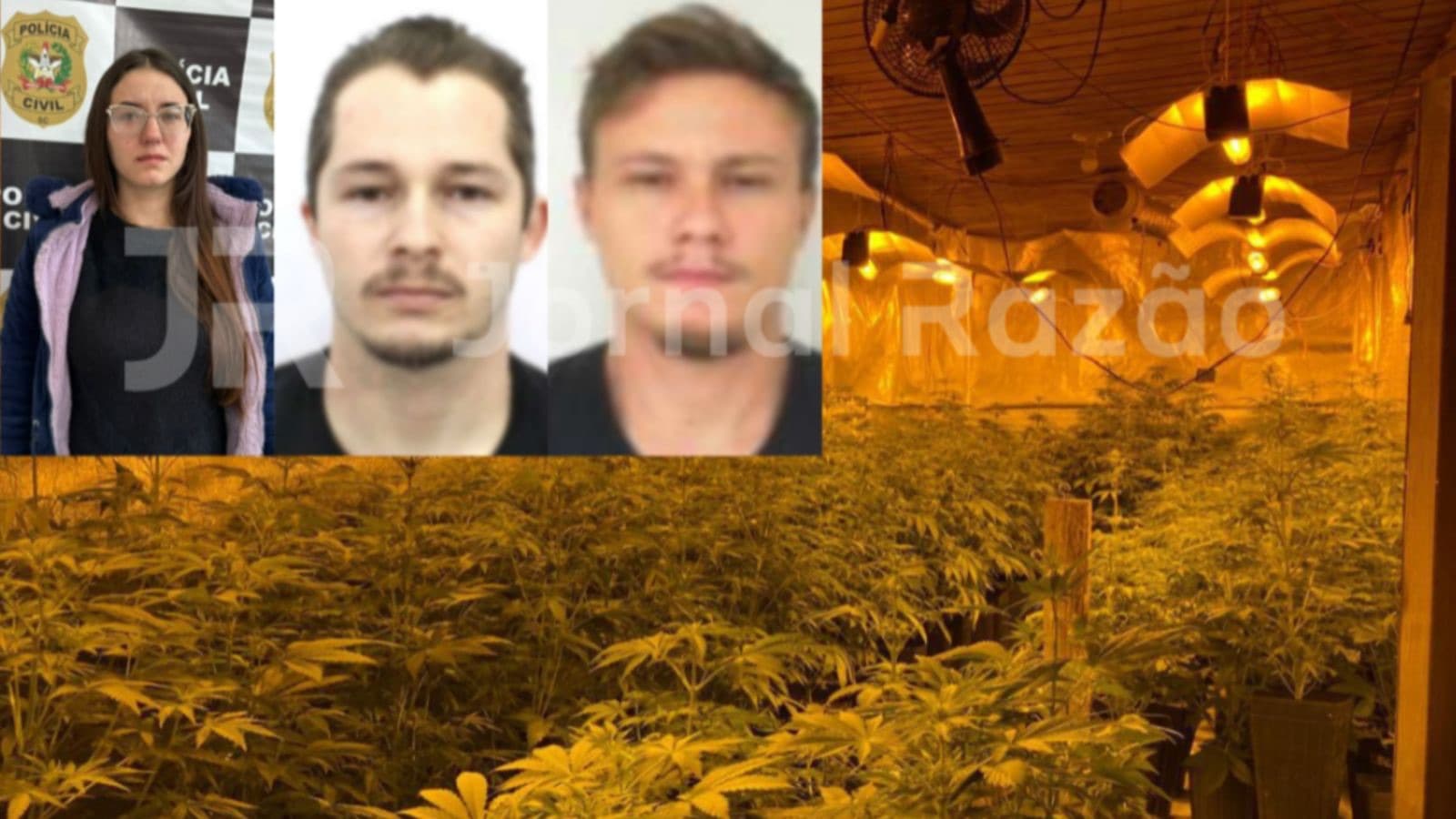 Mulher é presa e dois homens seguem foragidos em operação contra estufas de drogas em SC