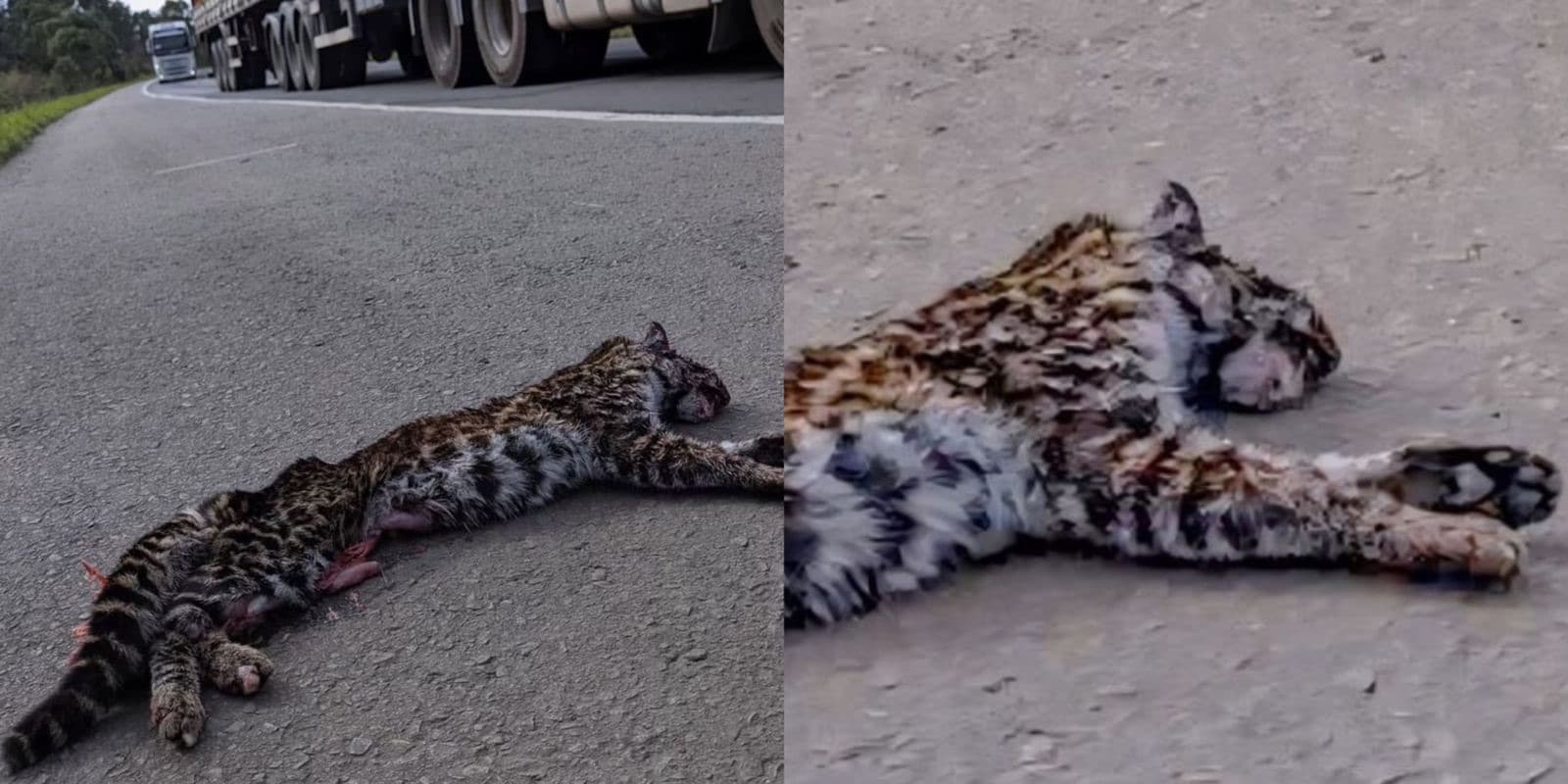 Espécie em risco de extinção morre atropelada em rodovia de SC