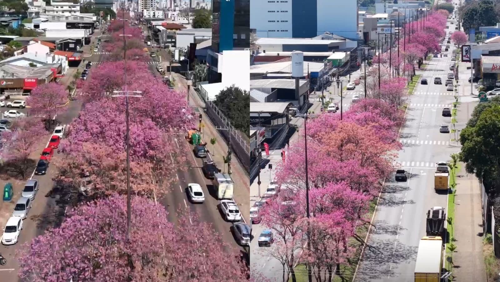 Florada dos ipês reforça beleza da natureza em Chapecó