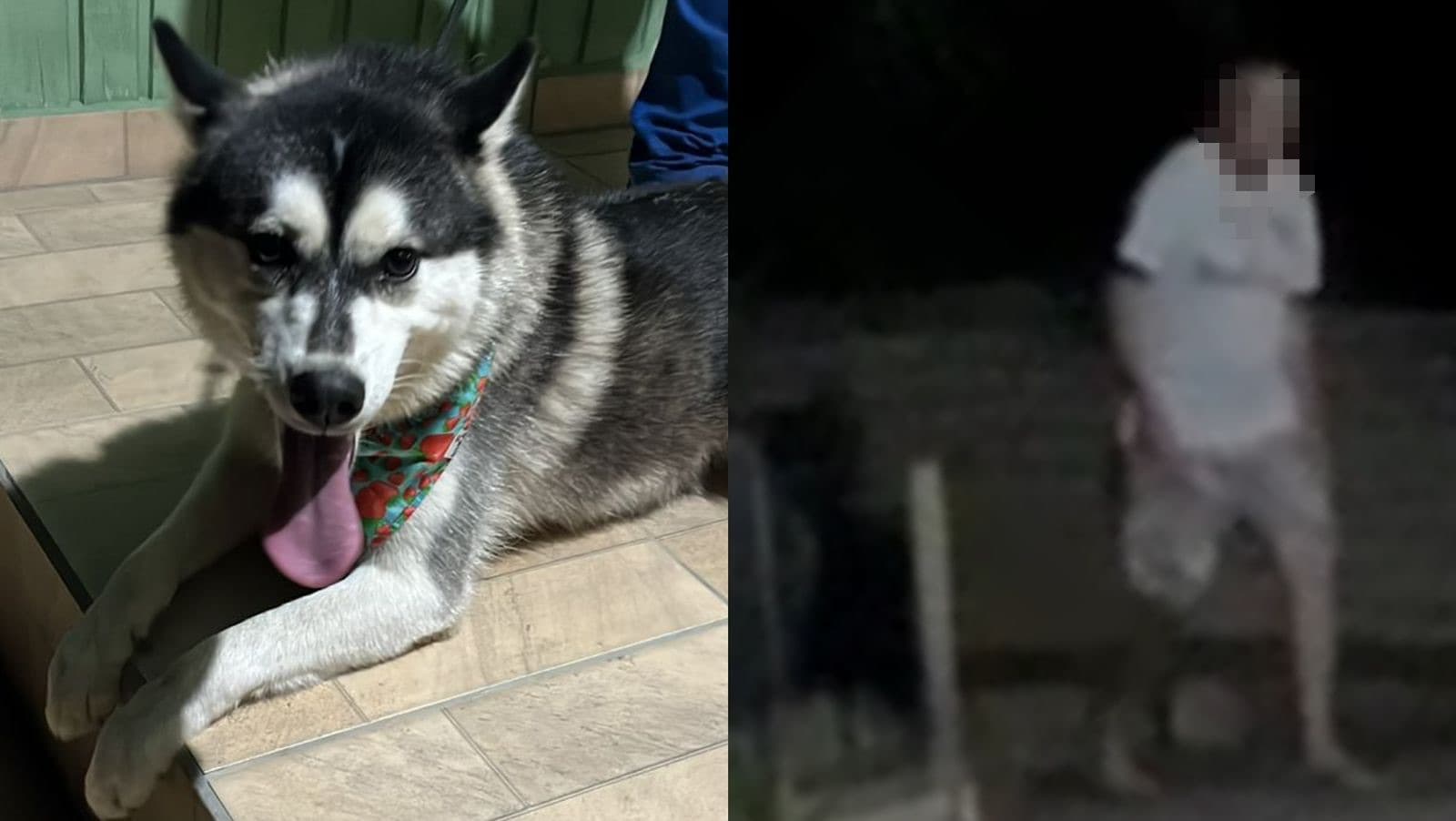 Cachorrinha recém-adotada foge de casa e é espancada por criminoso em SC