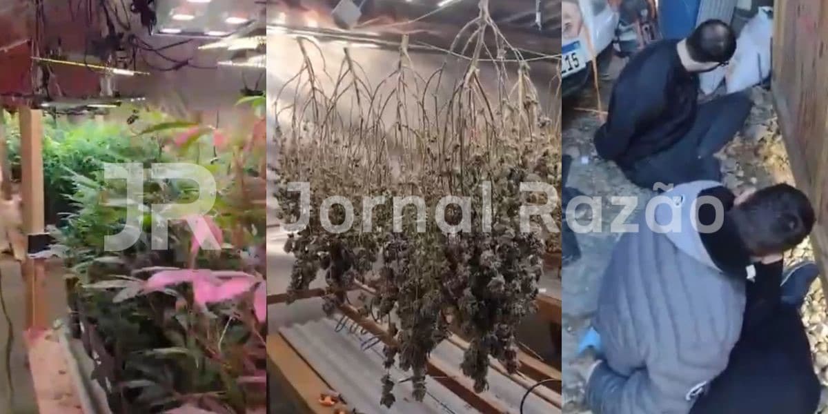 URGENTE: Operação da PM de Tijucas e Tático prende traficantes com “fábrica de maconha”