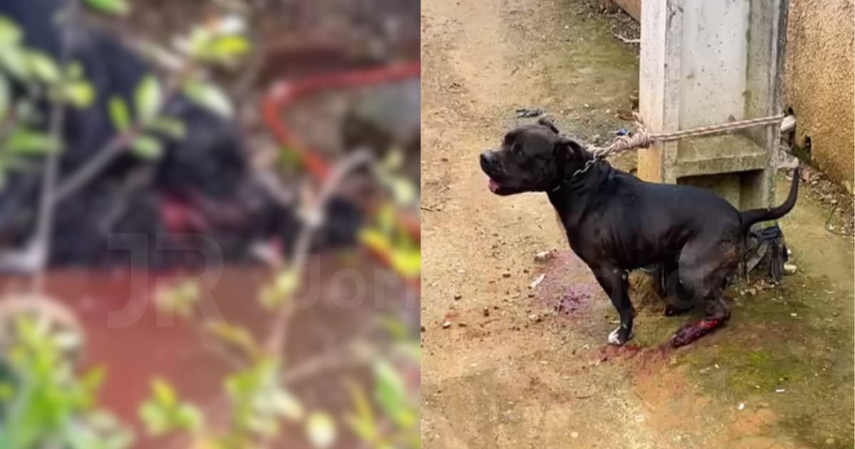 Ataque brutal em São João Batista: cão mata animal doméstico e assusta moradores