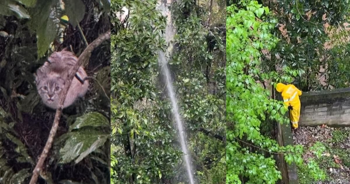Bombeiros usam jato d”água para tirar gato de árvore, mas animal caí em rio e desaparece em SC