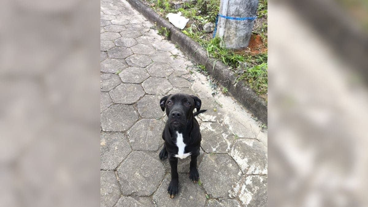 Cãozinho é abandonado amarrado em poste sem comida e água em SC