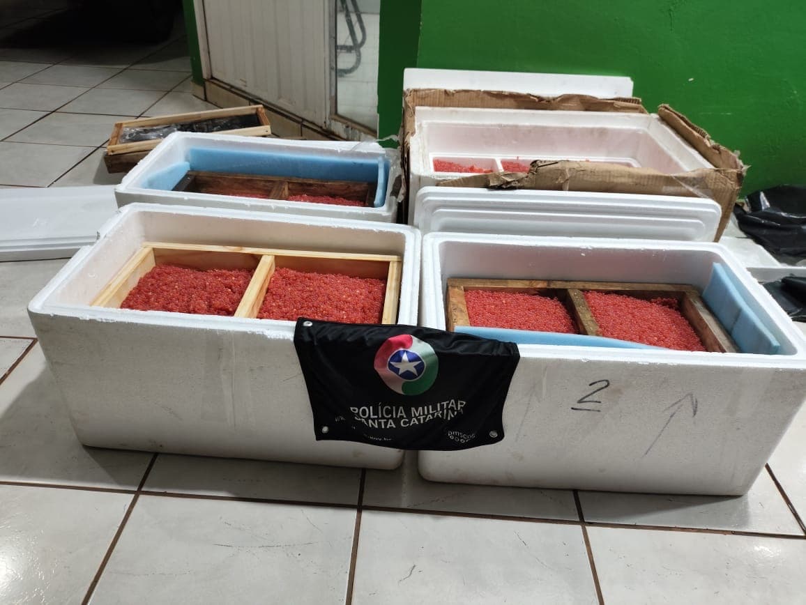 PM apreende 32,5 kg de ova de salmão contrabandeada na SC-161