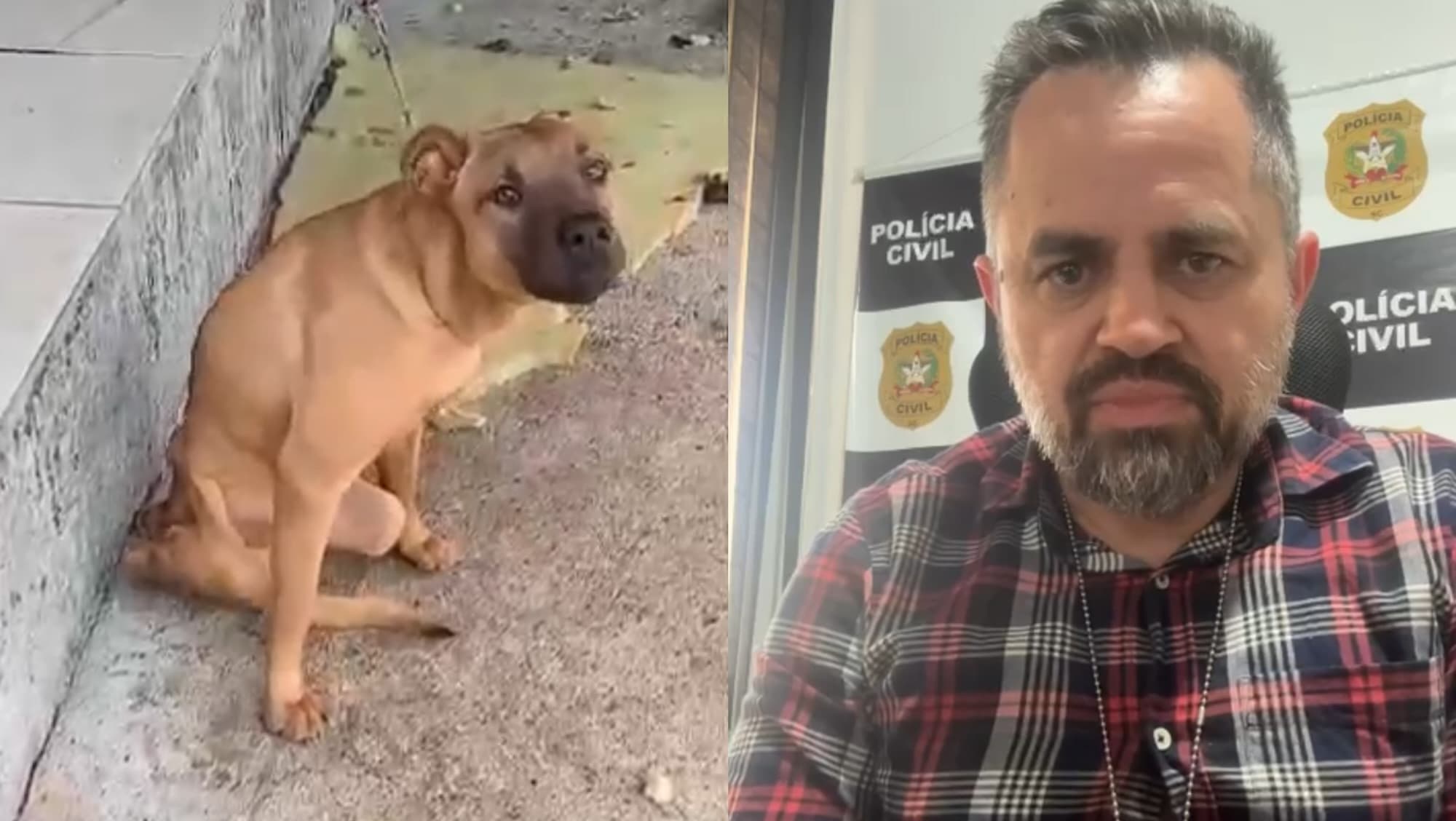 “Sem comida e água”: Mulher é presa em flagrante após deixar cão paraplégico amarrado para morrer em SC