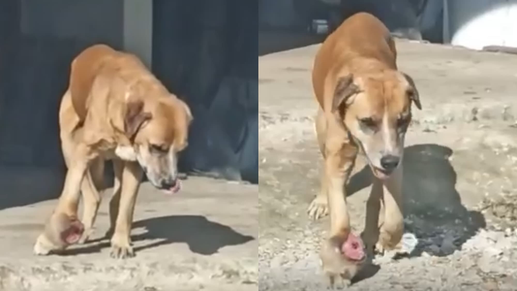 Tutor de cachorro é preso após animal ser encontrado magro e com ferida gigante em SC
