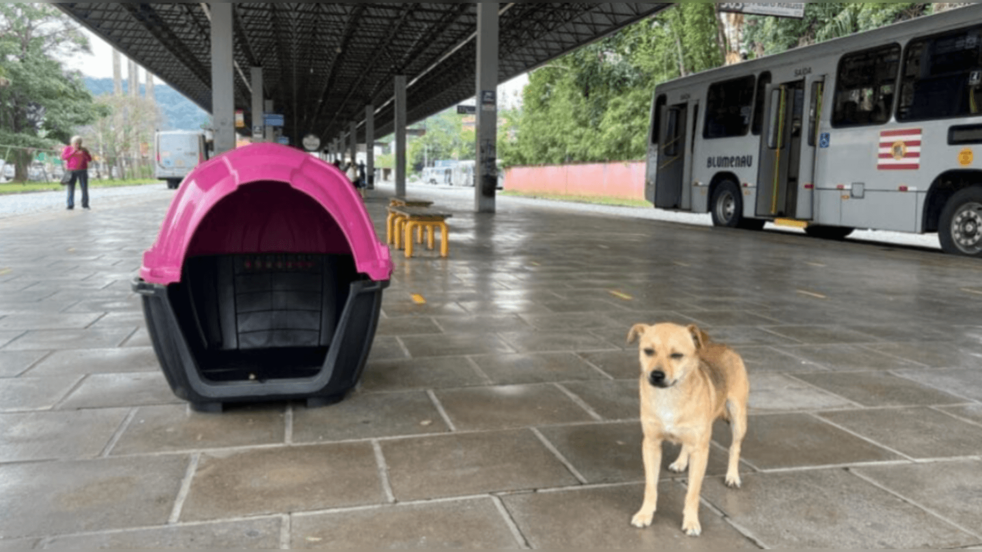 Cachorros de rua ganham casinhas e cuidado especial em terminais de ônibus em SC
