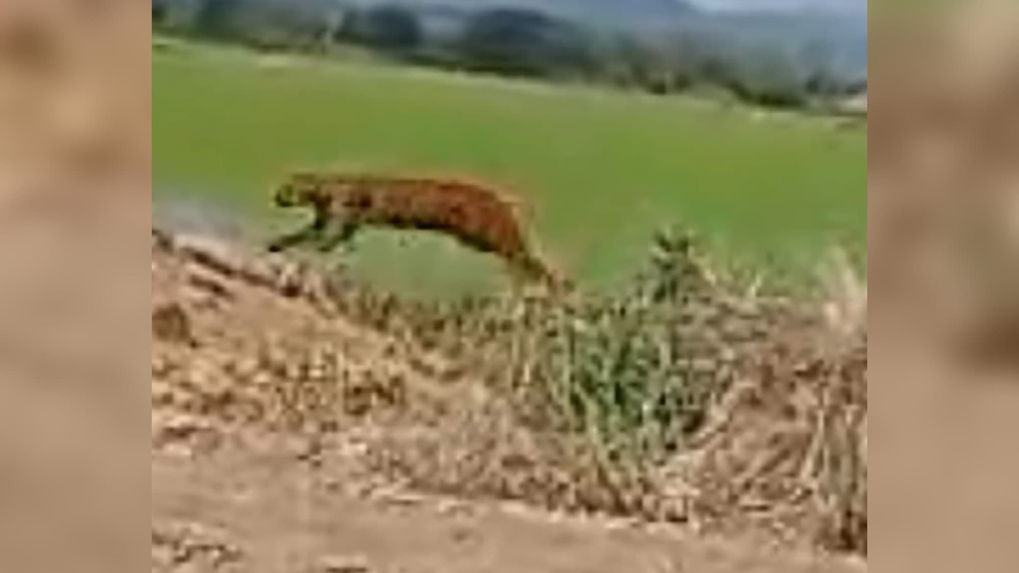 “Bicho misterioso” em SC: vídeo de animal selvagem intriga e divide opiniões