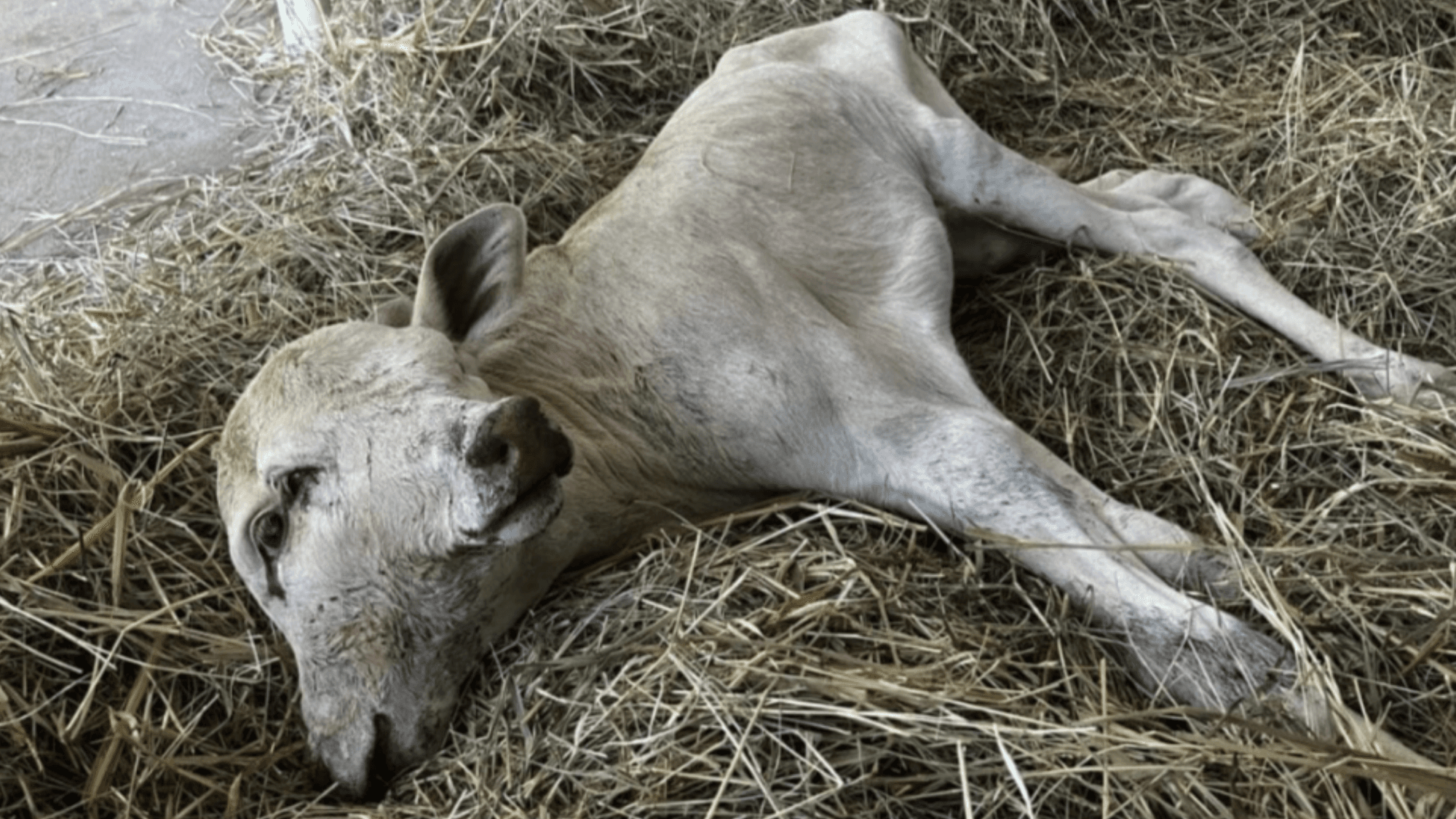 Bezerra com duas cabeças nasce em propriedade rural em SC
